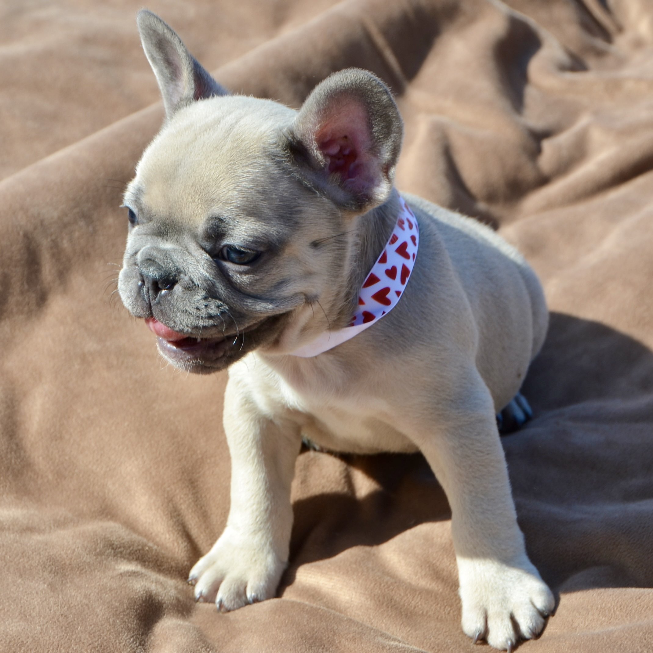 blue fawn french bulldogpuppy